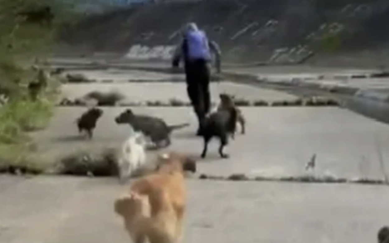EIGHT DOGS CHASE MAN WHO TRIED TO SEXUALLY ASSAULT TWO WOMEN